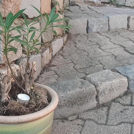 Le Jardin De Félicie *