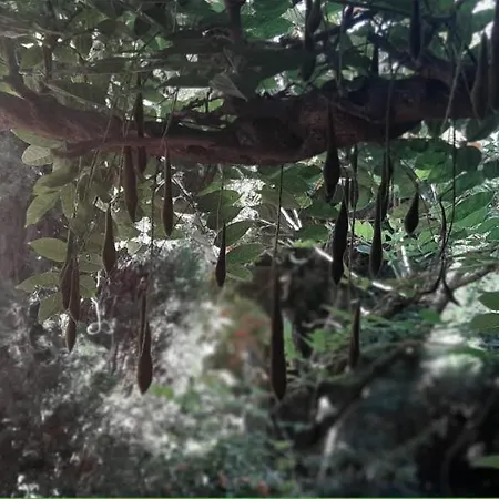Le Jardin De Felicie Trévoux